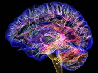 人兽性交大脑植入物有助于严重头部损伤恢复